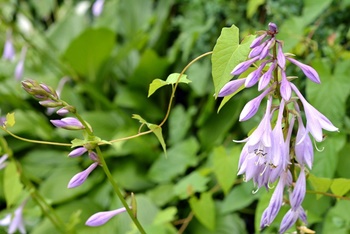 hosta